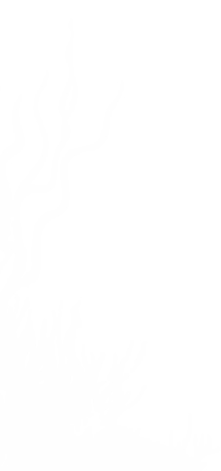 algues