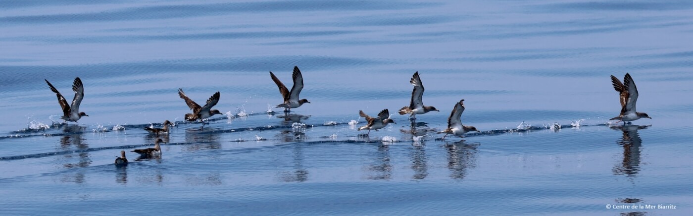 Oiseaux marins et littoraux