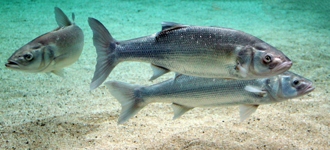 Poissons