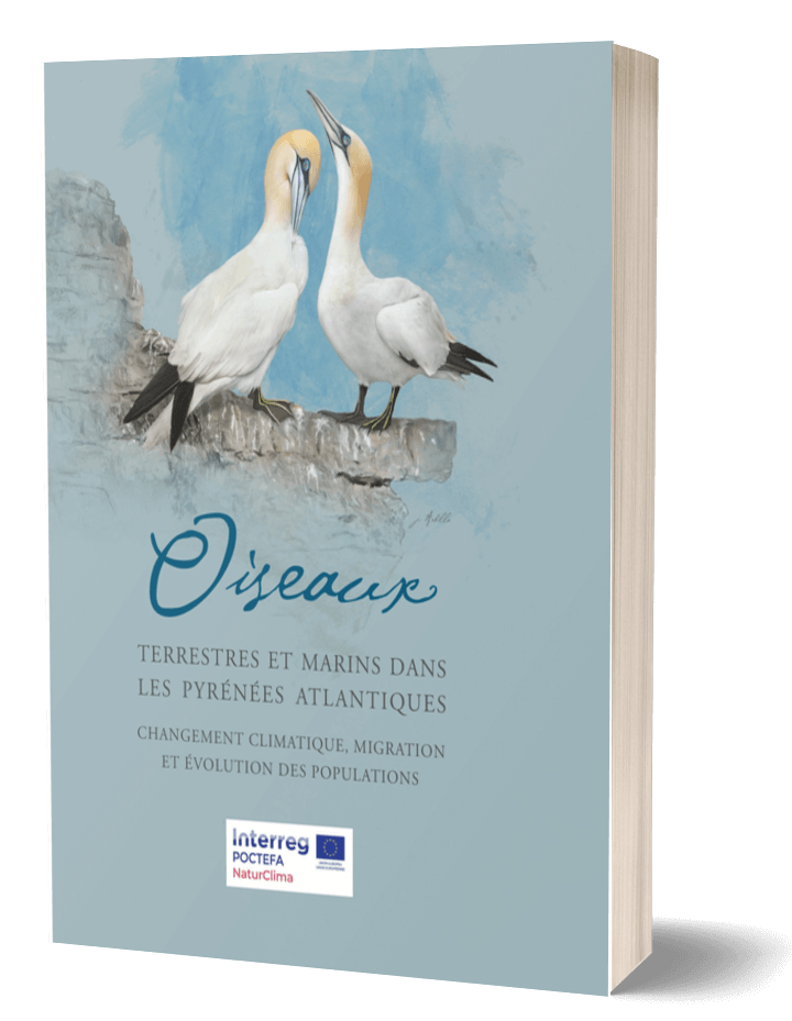 Oiseaux marins et terrestres dans les Pyrénées-Atlantiques